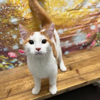 Kent -  Domestic Short Hair Cat for Adoption in Normal, Illinois - Kent | PetCurious
