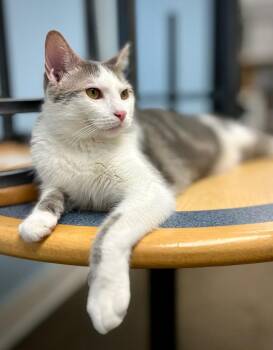 Duncan -  Domestic Short Hair Cat for Adoption in Boiling Springs, Pennsylvania - Duncan | PetCurious