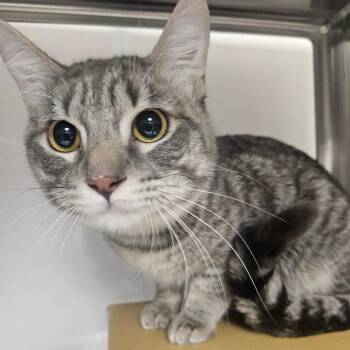 Domestic Short Hair Cats Available for Adoption - Kincaide | PetCurious