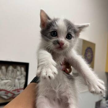 Domestic Short Hair Cats Available for Adoption in Los Angeles, California - Sweet Potato Pie | PetCurious