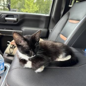 Coconut berry -  Domestic Short Hair Cat for Adoption in Greensboro, North Carolina - Coconut Berry | PetCurious