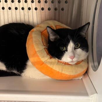 Rigoletto -  Domestic Short Hair Cat for Adoption in Dearborn, Michigan - Rigoletto | PetCurious