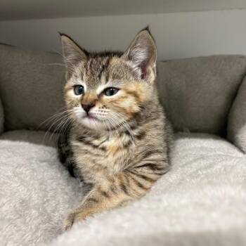 PomPom -  Domestic Medium Hair Cat for Adoption in Chilliwack, British Columbia - PomPom | PetCurious