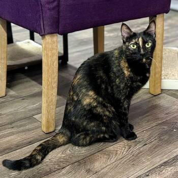 Rescue Domestic Short Hair Cats for Adoption in Boerne, Texas - Kitkat | PetCurious