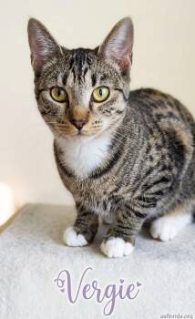 Vergie -  Tabby and Domestic Short Hair Cat for Adoption in Pensacola, Florida - Vergie | PetCurious