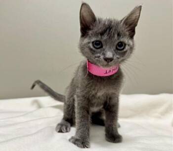 PEANUT -  Domestic Short Hair Cat for Adoption in Brentwood, Missouri - PEANUT | PetCurious