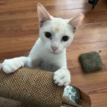 Rescue Domestic Short Hair Cats for Adoption in Avon Park, Florida - Vanilla ~ Foster Or Adopter Needed | PetCurious