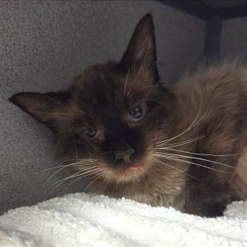 Pivot -  Siamese Cat for Adoption in Sheridan, Wyoming - Pivot | PetCurious