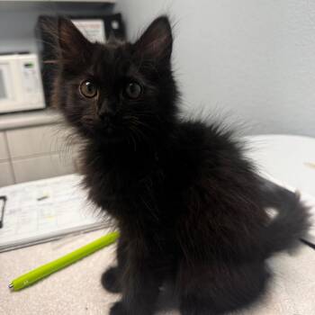 Ophelia -  Domestic Long Hair Cat for Adoption in Riverside, California - Ophelia | PetCurious