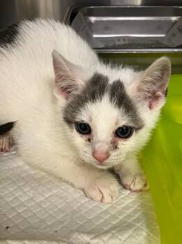 Chalant -  Domestic Short Hair Cat for Adoption in Christiansburg, Virginia - Chalant | PetCurious