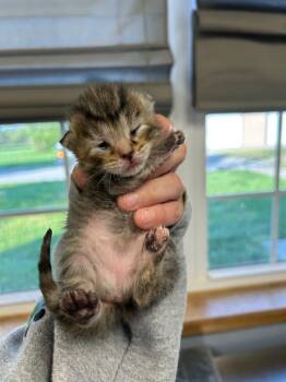 Domestic Short Hair Cats Available for Adoption in West Union, Ohio - Carina Smyth | PetCurious
