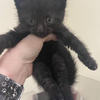 Domestic Short Hair Cats Available for Adoption in Lynchburg, Virginia - Sootsprite | PetCurious