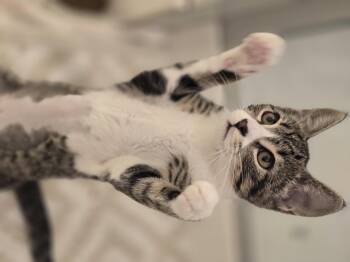 Cleopatra -  Domestic Short Hair Cat for Adoption in Rio Linda, California - Cleopatra | PetCurious