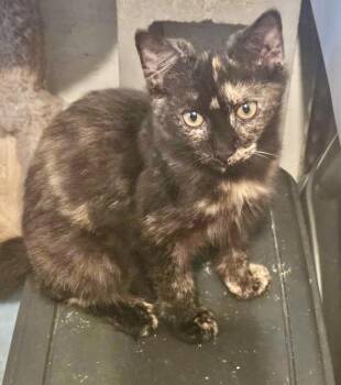 Rescue Tortoiseshell Cats for Adoption in NEW PT RICHEY, Florida - Tia | PetCurious