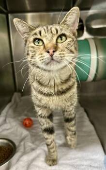 Rescue Domestic Short Hair Cats for Adoption in Athens, Georgia - Mister | PetCurious