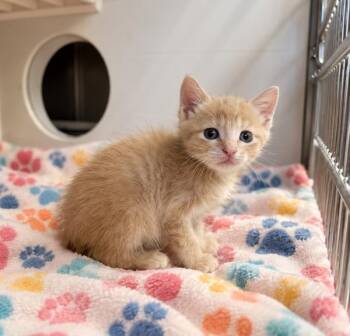 Goblin -  Domestic Short Hair Cat for Adoption in Lafayette, Louisiana - Goblin | PetCurious