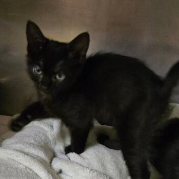 Firefly -  Domestic Short Hair Cat for Adoption in San Jacinto, California - Firefly | PetCurious