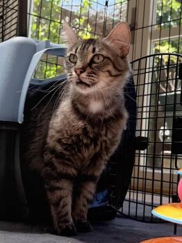 Domestic Medium Hair Cats Available for Adoption in Palo Alto, California - MOCHA | PetCurious