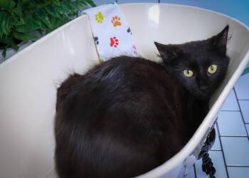 Cubby -  Domestic Medium Hair Cat for Adoption in Lucas, Texas - Cubby | PetCurious
