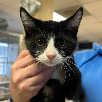 Rescue Domestic Short Hair Cats for Adoption in Goleta, California - Jack | PetCurious