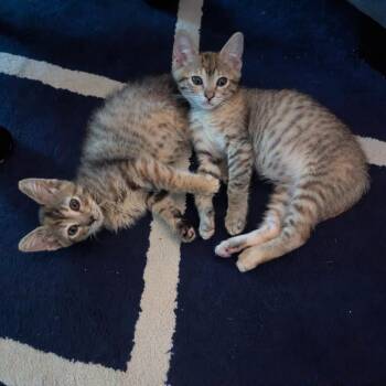 Quick 13 -  Domestic Short Hair Cat for Adoption in Austin, Texas - Quick 13 | PetCurious