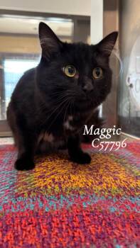 Maggic -  Domestic Short Hair Cat for Adoption in Clarksville, Tennessee - Maggic | PetCurious
