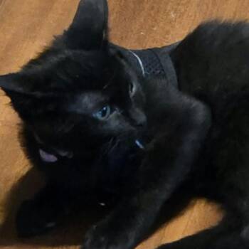 Binks Roundy -  Domestic Short Hair Cat for Adoption in Eagle Mountain, Utah - Binks Roundy | PetCurious