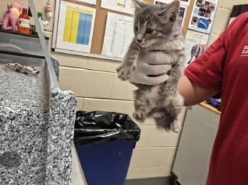 Gregory -  Domestic Short Hair Cat Available for Adoption in Irving, Texas - Gregory | PetCurious