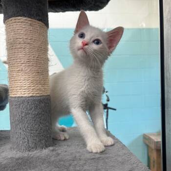 Crouton -  Siamese Cat for Adoption in Corpus Christi, Texas - Crouton | PetCurious