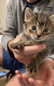 Rescue Domestic Short Hair and Tabby Cats for Adoption in Poplar Grove, Illinois - Dr. Pepper | PetCurious