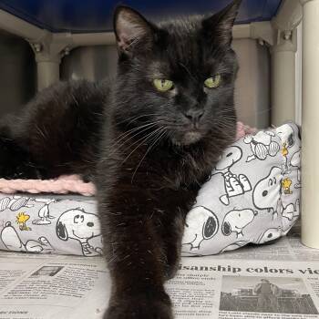 Luna -  American Shorthair Cat for Adoption in North Kingstown, Rhode Island - Luna | PetCurious