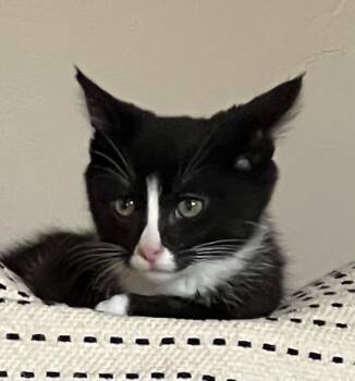 Rescue Domestic Short Hair Cats for Adoption in Napa, California - Sterling | PetCurious