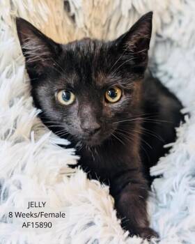 Jelly -  Domestic Short Hair Cat for Adoption - Jelly | PetCurious