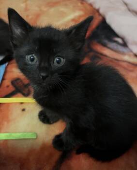 Poo #2 (Wednesday) -  Domestic Short Hair Cat Available for Adoption in Fremont, Nebraska - Poo #2 (Wednesday) | PetCurious