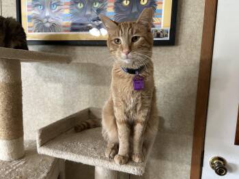 Donnie -  Domestic Short Hair Cat for Adoption in Peru, Illinois - Donnie | PetCurious