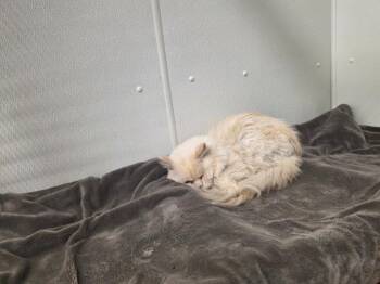 Almond -  Ragdoll Cat for Adoption in Plymouth, Connecticut - Almond | PetCurious