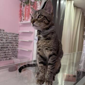 Pacific -  Domestic Short Hair Cat for Adoption in Fairfax Station, Virginia - Pacific | PetCurious