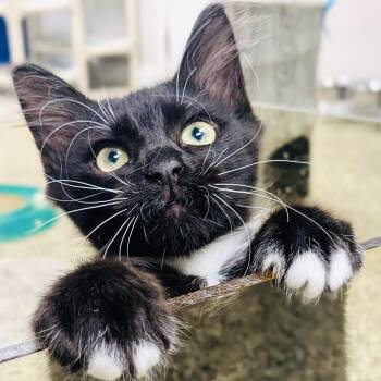 Duffy -  Domestic Medium Hair Cat for Adoption in Fernandina Beach, Florida - Duffy | PetCurious