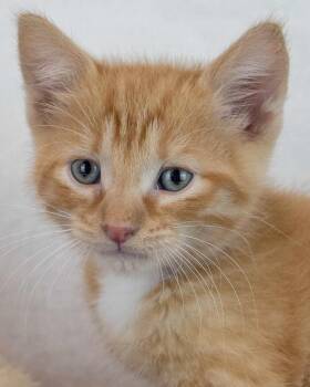 Benny -  Domestic Short Hair and Tabby Cat for Adoption in Kennesaw, Georgia - Benny | PetCurious