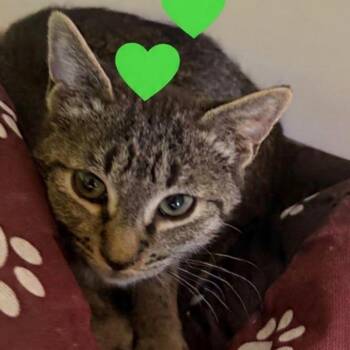 Domestic Short Hair Cats Available for Adoption in Peachtree City, Georgia - Sutton | PetCurious