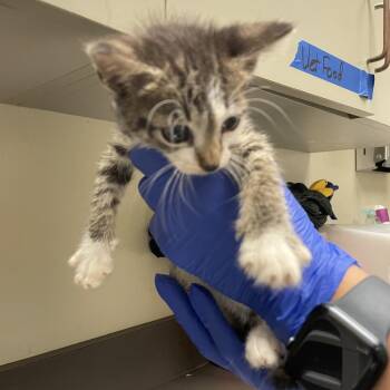 Crysta -  Domestic Short Hair Cat for Adoption in Columbus, Georgia - Crysta | PetCurious
