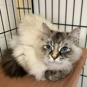 Vanya -  Siberian Cat Available for Adoption in Candler, North Carolina - Vanya | PetCurious