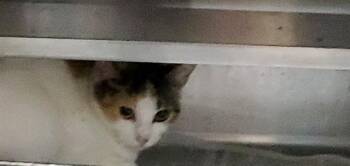 PRIAM -  Domestic Short Hair Cat for Adoption in Aurora, Illinois - PRIAM | PetCurious