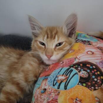 Huey -  Domestic Medium Hair Cat for Adoption in Hawthorne, California - Huey | PetCurious