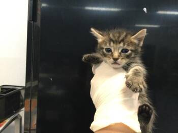 JIM -  Domestic Short Hair Cat for Adoption in Thousand Palms, California - JIM | PetCurious