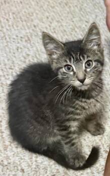 Asteroid -  Domestic Medium Hair Cat for Adoption in Glocester, Rhode Island - Asteroid | PetCurious