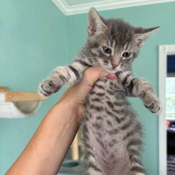 Cohen -  Domestic Short Hair Cat Available for Adoption in Costa Mesa, California - Cohen | PetCurious