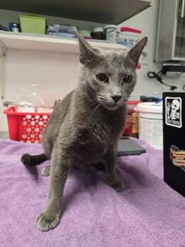 Domestic Short Hair Cats Available for Adoption - Dust Bunny | PetCurious