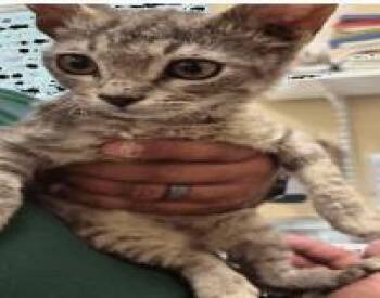 Trina -  Domestic Short Hair Cat for Adoption in Largo, Florida - Trina | PetCurious