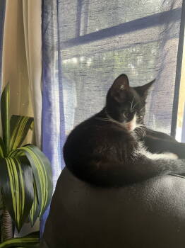 Rescue Domestic Short Hair Cats for Adoption in Trenton, New Jersey - Rocket C | PetCurious